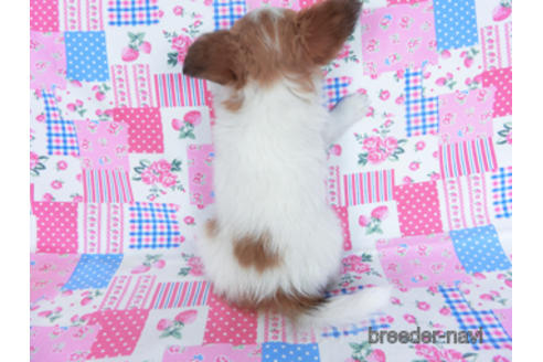 成約済の千葉県のパピヨン-161242の15枚目